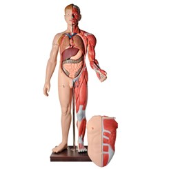 Manequim Muscular de 170 cm Masculino com Órgãos Internos 32 Partes
