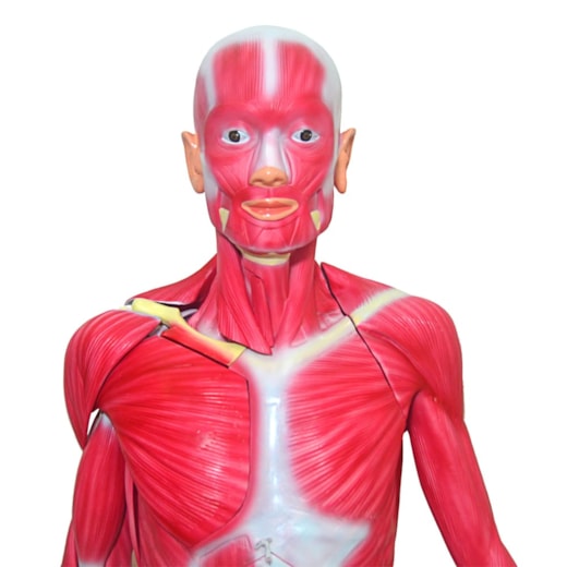 Manequim Muscular de 170cm Assexuado 33 Partes