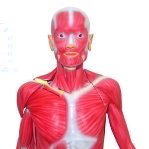 Manequim Muscular de 170cm Assexuado 33 Partes