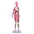 Manequim Muscular de 170cm Assexuado 33 Partes-b0316e80-ec18-49c1-918f-dd0aca7e2bb7