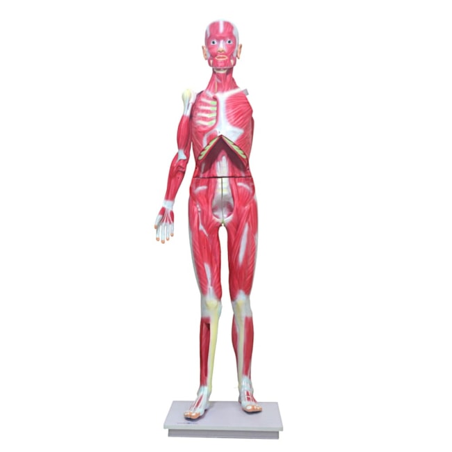 Manequim Muscular de 170cm Assexuado 33 Partes-76e86e51-661c-4284-bb73-78b52035a3c0