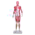 Manequim Muscular de 170cm Assexuado 33 Partes-2845fafc-f34f-45a5-ae3e-fca3ddcea3c3