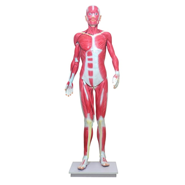 Manequim Muscular de 170cm Assexuado 33 Partes-9590b0eb-a967-4f13-8a2a-3e72bdc5b5a1