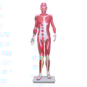 Manequim Muscular de 170cm Assexuado 33 Partes