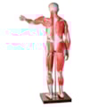 Manequim Muscular de 170cm Assexuado com Órgãos Internos 30 Partes-498ab8fb-de5a-4ec8-8d51-84a2522c677c
