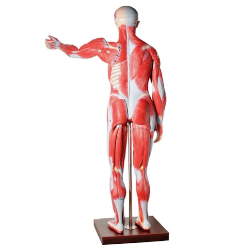 Manequim Muscular de 170cm Assexuado com Órgãos Internos 30 Partes