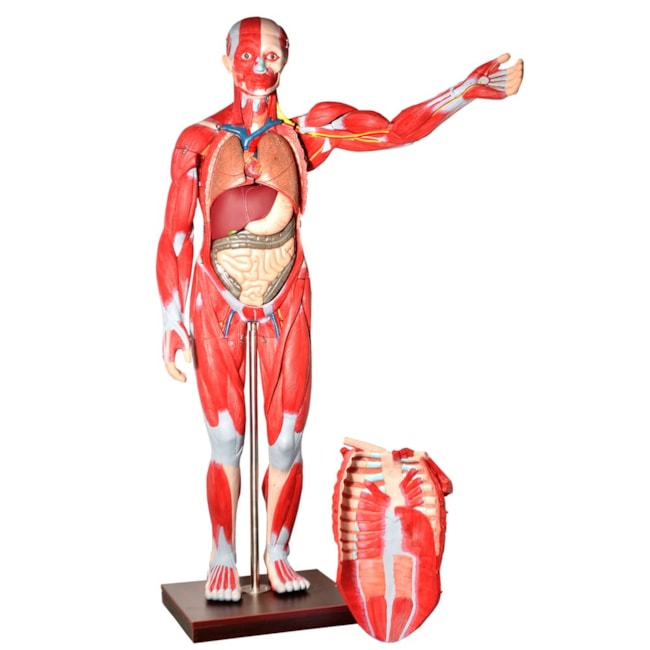 Manequim Muscular de 170cm Assexuado com Órgãos Internos 30 Partes-ca04ff2c-0ff0-4b57-92ec-af1f065cc6b2