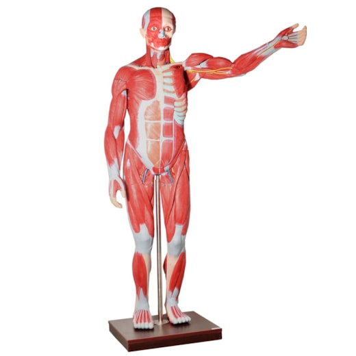 Manequim Muscular de 170cm Assexuado com Órgãos Internos 30 Partes