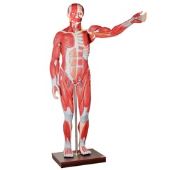 Manequim Muscular de 170cm Assexuado com Órgãos Internos 30 Partes
