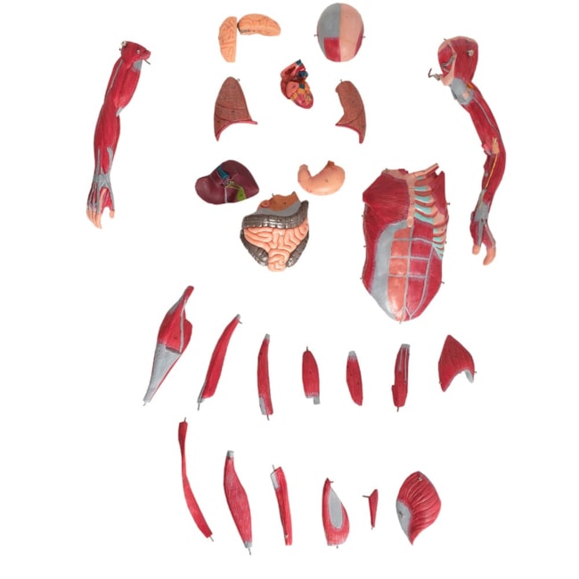 Manequim Muscular de 78 cm Assexuado com Órgãos Internos 27 Partes-18d65464-a3c2-44d5-baa0-4b20832195a7