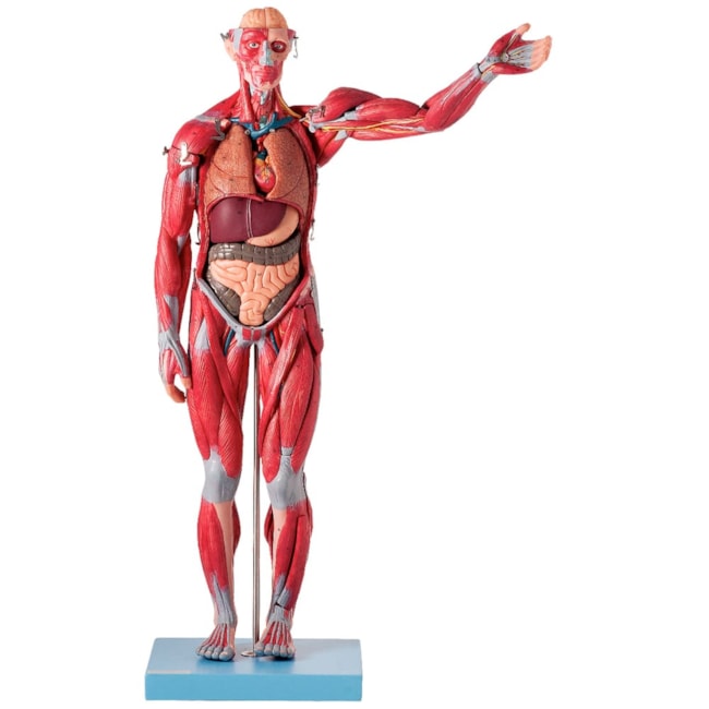 Manequim Muscular de 78 cm Assexuado com Órgãos Internos 27 Partes-8831f085-be59-4d1b-a5d4-045666373846