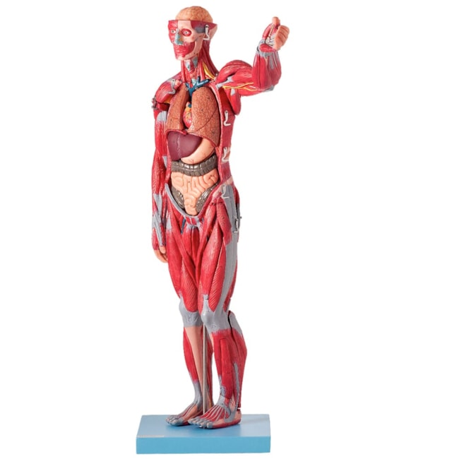 Manequim Muscular de 78 cm Assexuado com Órgãos Internos 27 Partes-eb666316-ad83-4c82-8693-06d4ccb7d466