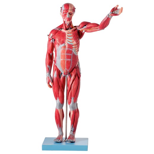 Manequim Muscular de 78 cm Assexuado com Órgãos Internos 27 Partes