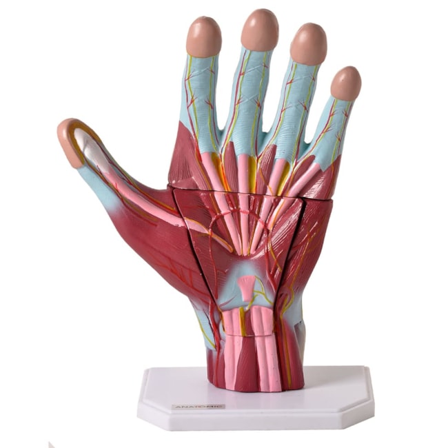 Mão Muscular Ampliada 3 Partes-05f54c00-f46d-433b-b6cd-ade1139beb65