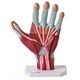 Mão Muscular Ampliada 3 Partes