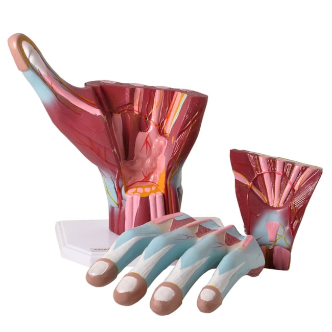 Mão Muscular Ampliada 3 Partes-afb87ff0-95fb-4179-800a-8021b8b812a3