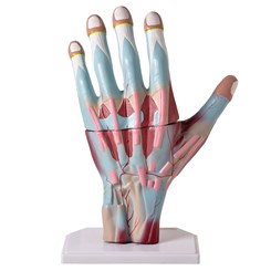 Mão Muscular Ampliada 3 Partes
