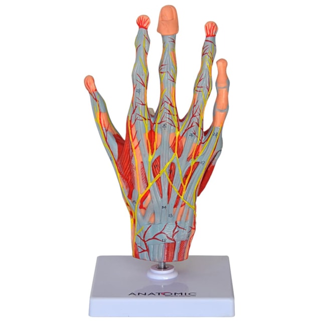 Mão Muscular Com Principais Nervos e Vasos 5 Partes-29226629-d63c-4212-b340-61be9ec6a3de