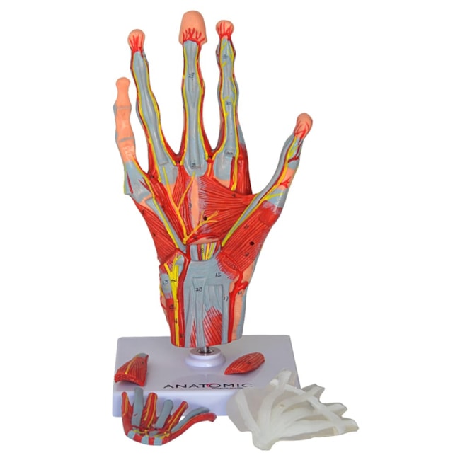 Mão Muscular Com Principais Nervos e Vasos 5 Partes-0e0f335b-9deb-4a07-adff-901243522294