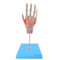 Mão Muscular Com Principais Nervos e Vasos 5 Partes-ea9dffce-72a2-4e96-a2a9-17eb3bf53b34
