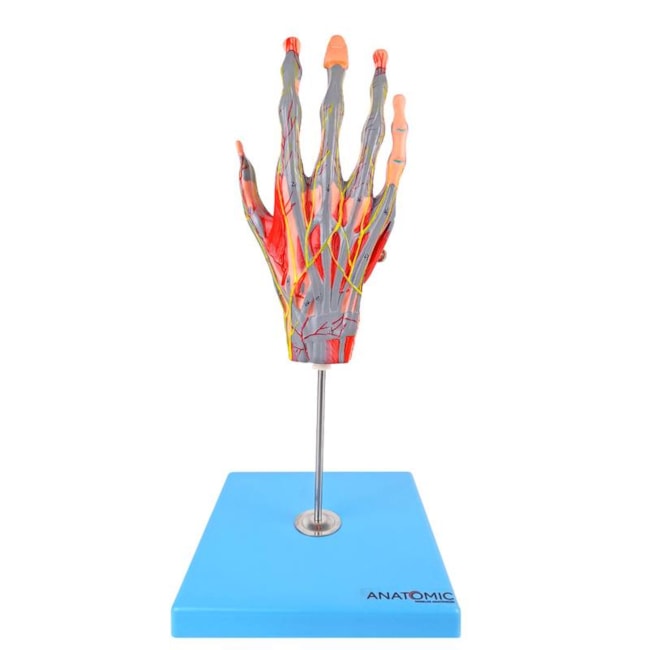 Mão Muscular Com Principais Nervos e Vasos 5 Partes-73fb837f-dc26-4d75-8468-029defd6981f