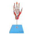 Mão Muscular Com Principais Nervos e Vasos 5 Partes-169cfb22-4c0d-4640-801d-43c66b3c9e0d