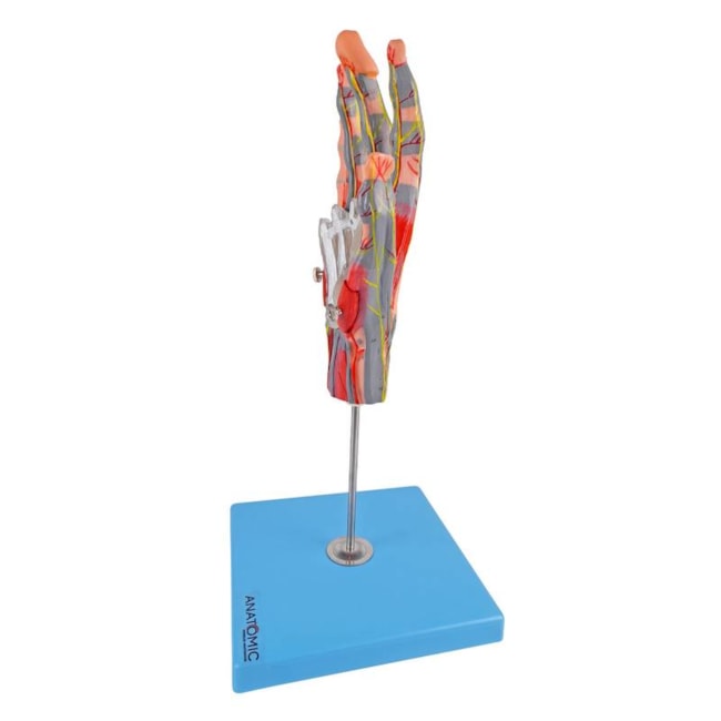 Mão Muscular Com Principais Nervos e Vasos 5 Partes-87e3fddb-d0c2-4ea2-8edf-fe68bfb310d1