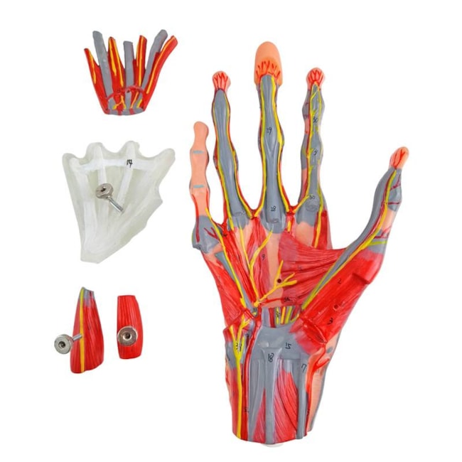 Mão Muscular Com Principais Nervos e Vasos 5 Partes-b484a80c-47c7-44b9-829a-15c999f567ab
