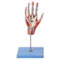 Mão Muscular Com Principais Nervos e Vasos 5 Partes-b2ff5356-aae7-47b7-8817-d9d13341c5df