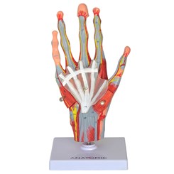 Mão Muscular Com Principais Nervos e Vasos 5 Partes