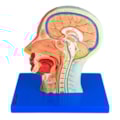 Metade da Cabeça com Musculatura e Corte Mediano-5ec83ce8-880e-4f9d-aad7-abb3ecd6b9eb