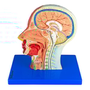 Metade da Cabeça com Musculatura e Corte Mediano