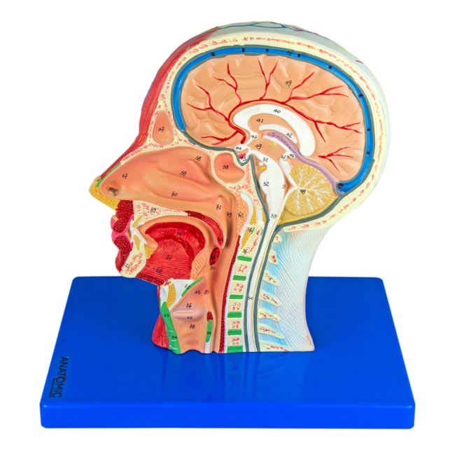 Metade da Cabeça com Musculatura e Corte Mediano-90fb220d-8be3-4cd9-8d52-1dff35bec09d