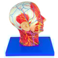 Metade da Cabeça com Musculatura e Corte Mediano-f14d0138-c83d-4e58-afb1-663ee3b502e9