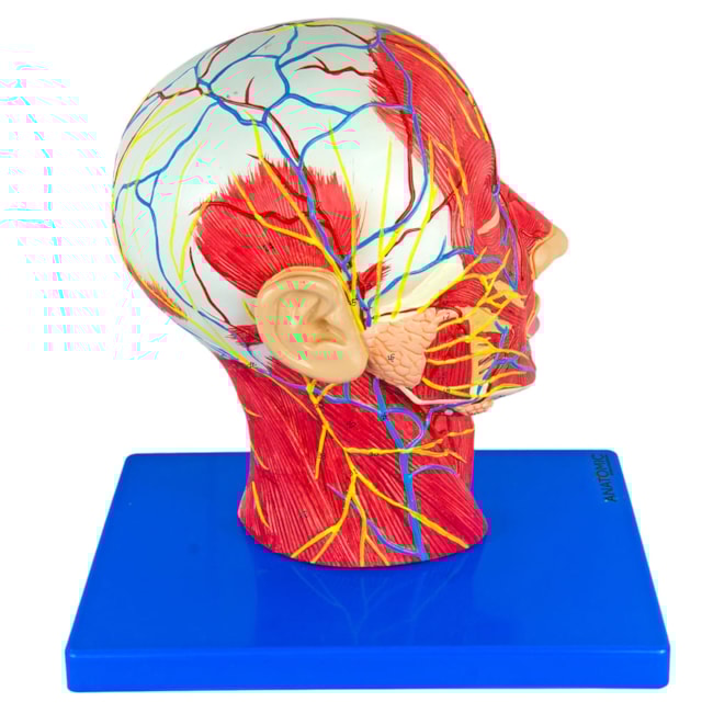 Metade da Cabeça com Musculatura e Corte Mediano-cc8562f2-c216-4e52-859b-5e19100c7be8