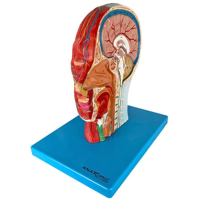Metade da Cabeça com Musculatura e Corte Mediano-47b1d4f6-0079-49ea-bacb-25c23d5d99bc
