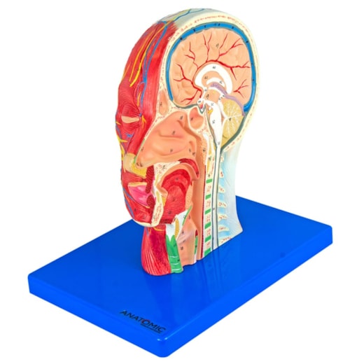 Metade da Cabeça com Musculatura e Corte Mediano