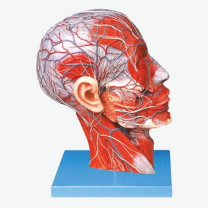 Metade da Cabeça em Corte Sagital Luxo com Musculatura, Vasos e Nervos