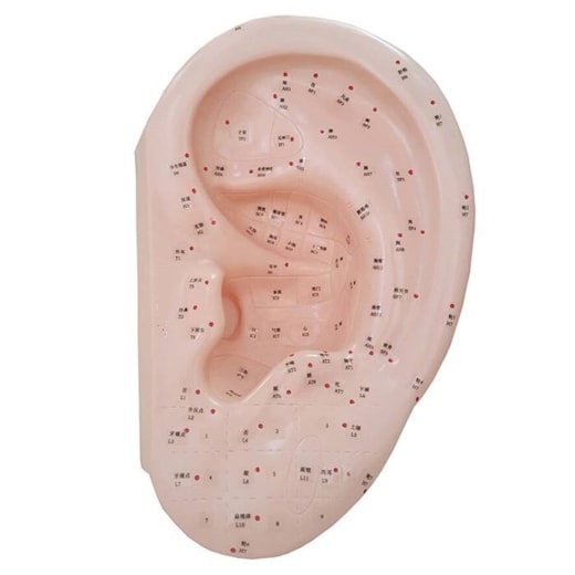 Modelo Acupuntura Da Orelha 40 Cm
