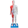Modelo Acupuntura Masculino Luxo 85cm-9b9383a0-23b2-4885-8d8f-bc1d0d6ab236