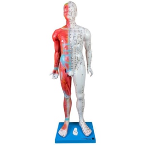 Modelo Acupuntura Masculino Luxo 85cm