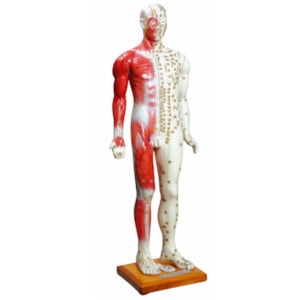 Modelo Acupuntura Masculino Luxo 85cm