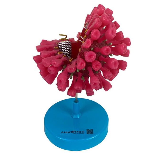 Modelo Ampliado do Vírus da Covid-19 (Sars-CoV-2) para Estudo-cbcf06c8-9507-45f8-b622-d0a9664a614b