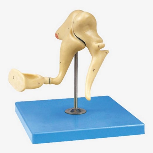 Modelo Anatômico Ampliado dos Ossículos do Ouvido Médio