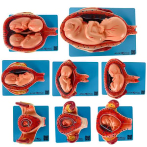 Modelo Anatômico da Gravidez com 8 Fases de Desenvolvimento Fetal