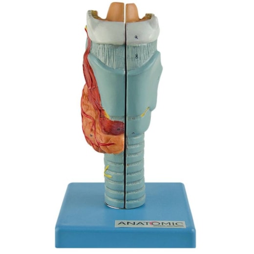 Modelo Anatômico da Laringe Humana Ampliada em 2 Partes
