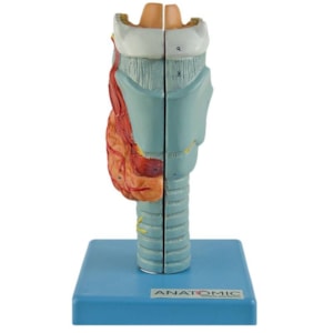 Modelo Anatômico da Laringe Humana Ampliada em 2 Partes
