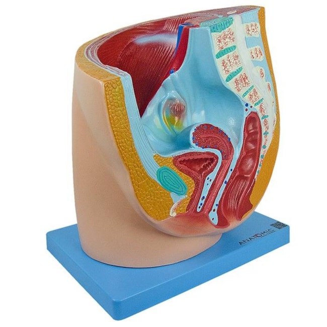 Modelo Anatômico da Pelve Feminina em 1 Parte-1f759708-8bdc-40de-b7b4-7509a420662d