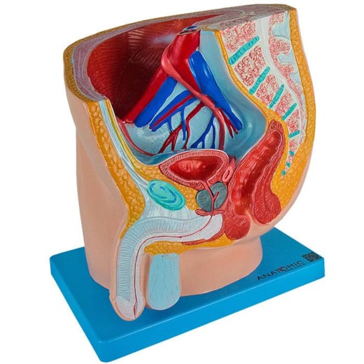 Modelo Anatômico da Pelve Masculina em Corte Mediano