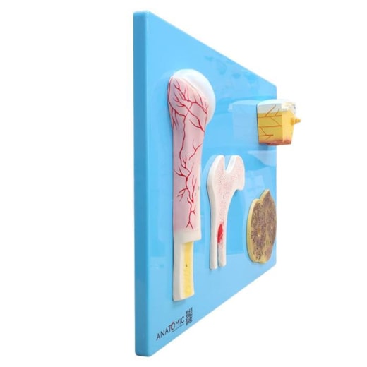 Modelo Anatômico de Estrutura Óssea Humana em Placa Didática